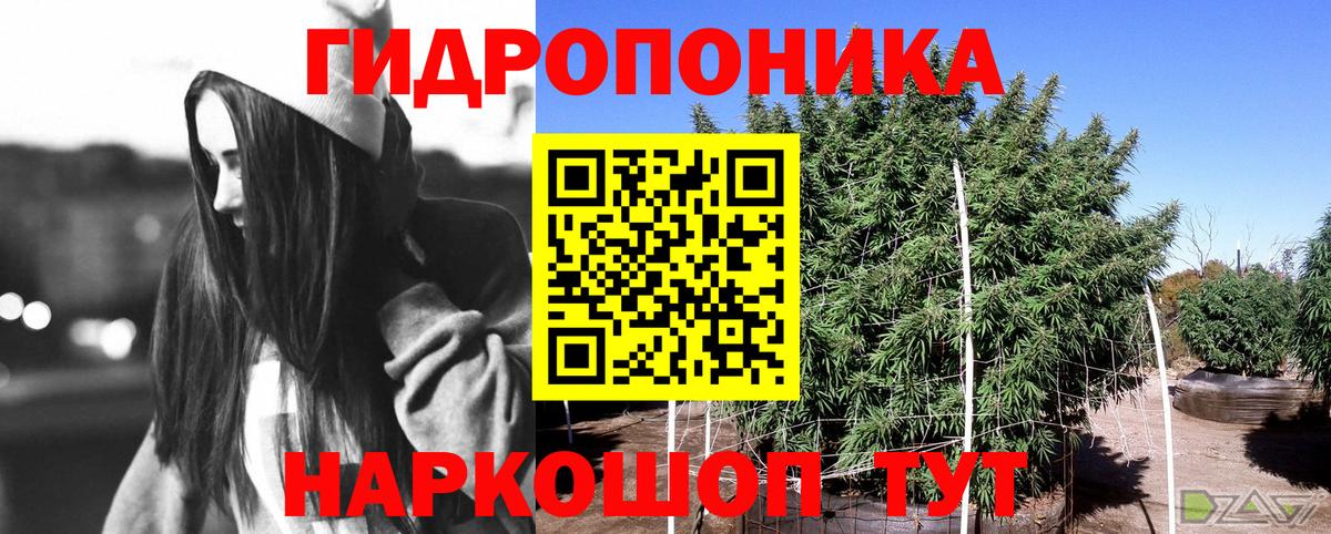 Шишки марихуана White Widow Ессентуки